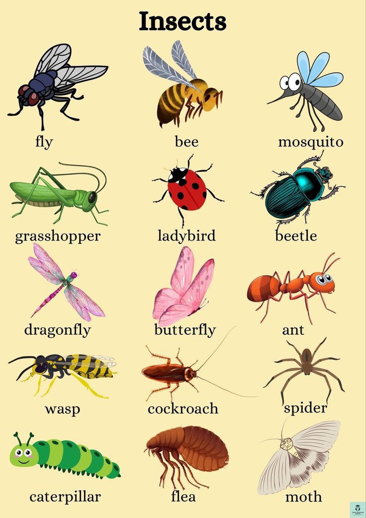 insects