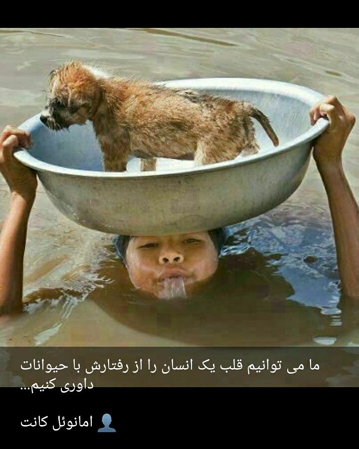 child save dog